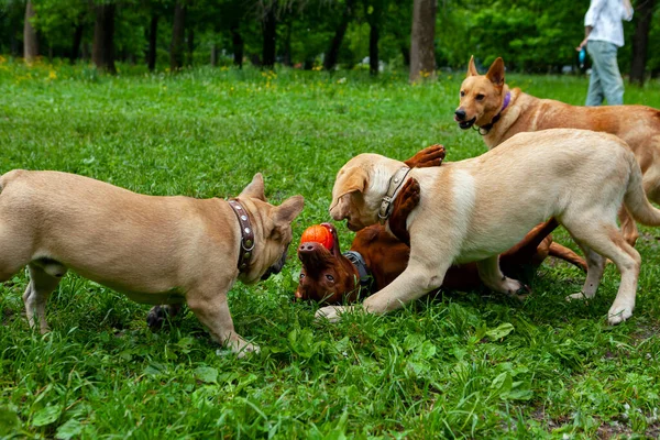Bulldog Francese Ungherese Vizsla Giocano Una Radura — Foto Stock