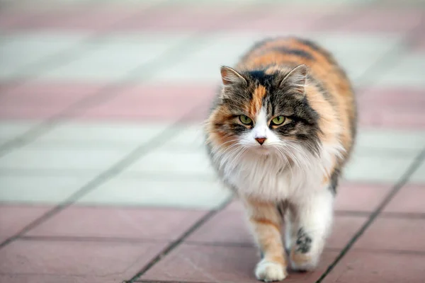 Gatos Callejeros Parques Ciudad Rusa — Foto de Stock