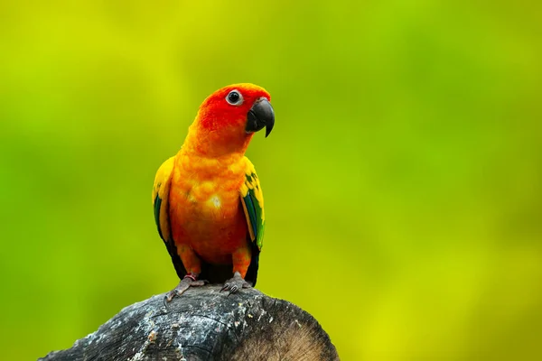 Lovebird Common Name Genus Agapornis — Fotografia de Stock