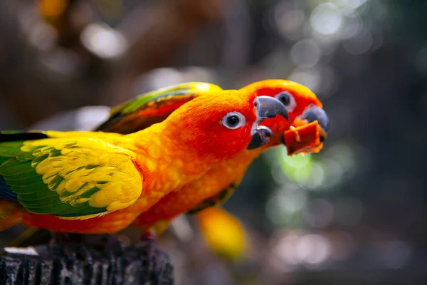 Lovebird Popularna Nazwa Dla Rodzaju Agapornis — Zdjęcie stockowe