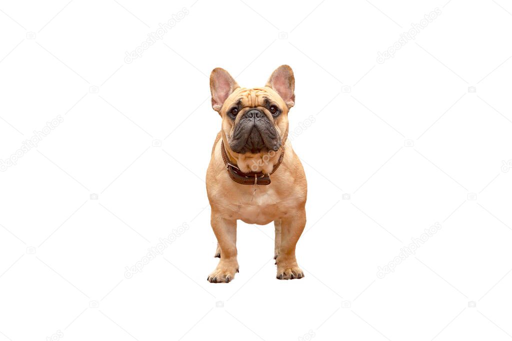 Portrait of a funny French bulldog puppy.