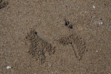 Kum yengeçlerinin sanatsal ayak izleri..