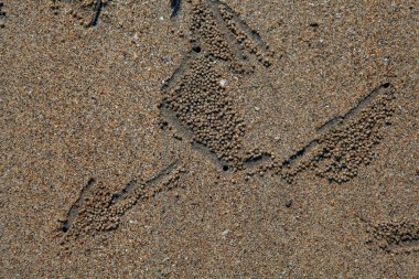 Kum yengeçlerinin sanatsal ayak izleri..