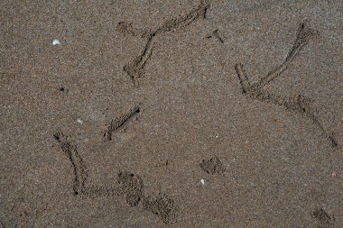 Kum yengeçlerinin sanatsal ayak izleri..