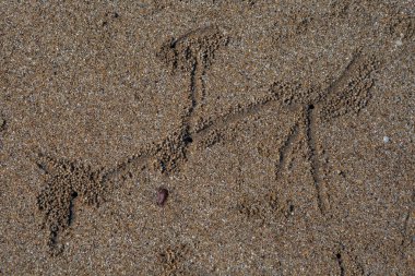 Kum yengeçlerinin sanatsal ayak izleri..