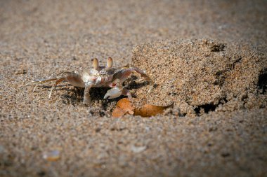Kum baloncuğu yengeçleri (veya kum kabarcıkları), Dotillidae familyasından bir yengeç cinsidir..