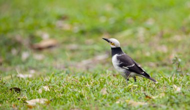 Siyah yakalı sığırcık (Gracupica nigricollis), Sturnidae familyasından bir sığırcık türü.