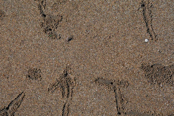 Künstlerische Fußabdrücke Von Sandkrebsen — Stockfoto
