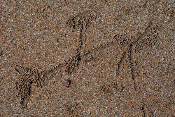 Artistic Footprints Sand Crabs — Stockfoto