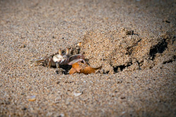 Αμμοφυσαλίδες Καβούρια Άμμο Φυσαλίδες Είναι Καβούρια Γένη Scopimera Και Dotilla — Φωτογραφία Αρχείου
