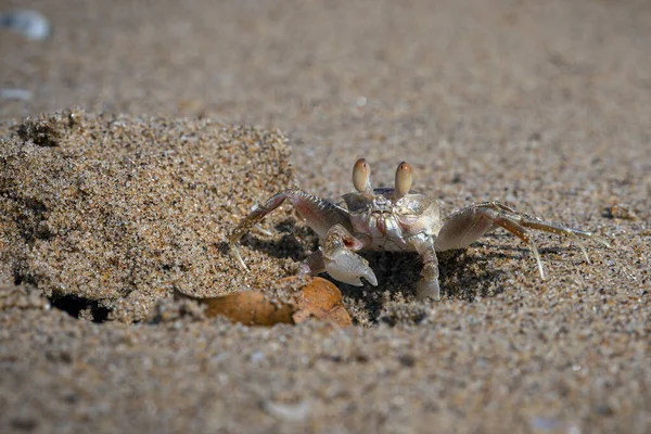Kum baloncuğu yengeçleri (veya kum kabarcıkları), Dotillidae familyasından bir yengeç cinsidir..
