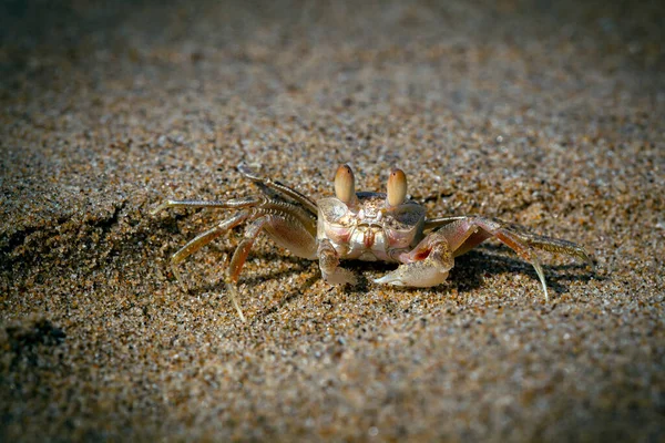 Kum baloncuğu yengeçleri (veya kum kabarcıkları), Dotillidae familyasından bir yengeç cinsidir..