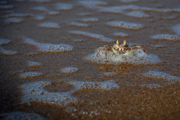 Sand Bubbler Crabs Sand Bubblers Crabs Genera Scopimera Dotilla Family — Stock Photo, Image