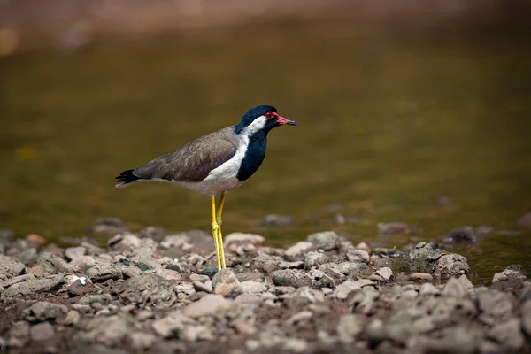 Red Wattled Lapwing Vanellus Indicus Asian Lapwing Large Plover — стоковое фото