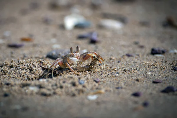Sand Bubbler Crabs Sand Bubblers Crabs Genera Scopimera Dotilla Family — Stock Photo, Image