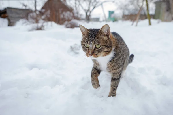 Gato Está Jugando Nieve — Foto de Stock