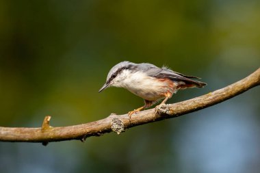 Bir daldaki Avrasyalı tımarhanesi. Orta Rusya Kuşları