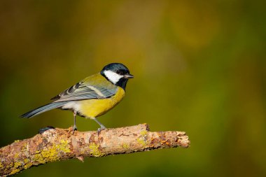 Büyük baştankara (Parus major) familyasından bir kuş türü baştankara ailesindeki baştankaragiller.