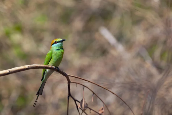 Blauwwangbijeneter Merops Persicus Een Vogel Uit Familie Meropidae Bijeneters — Stockfoto