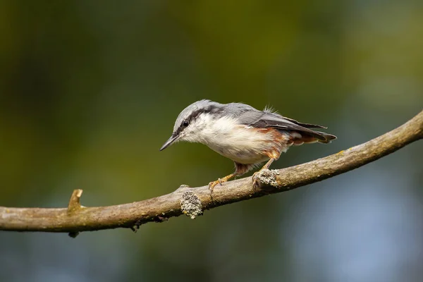 Eurasian Nuthatch Branch Birds Central Russia — Stock Photo, Image