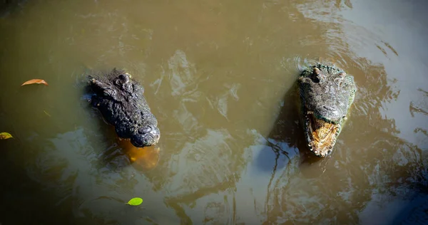 Krokodil Ordning Mestadels Stora Rovdjur Halvakvatiska Reptiler Kallade Krokodiler — Stockfoto