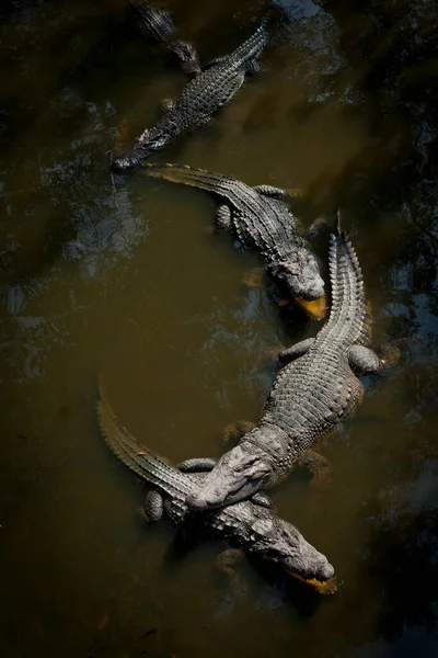 Krokodyl Gatunek Przeważnie Dużych Drapieżnych Półwodnych Gadów Znanych Jako Krokodyle — Zdjęcie stockowe