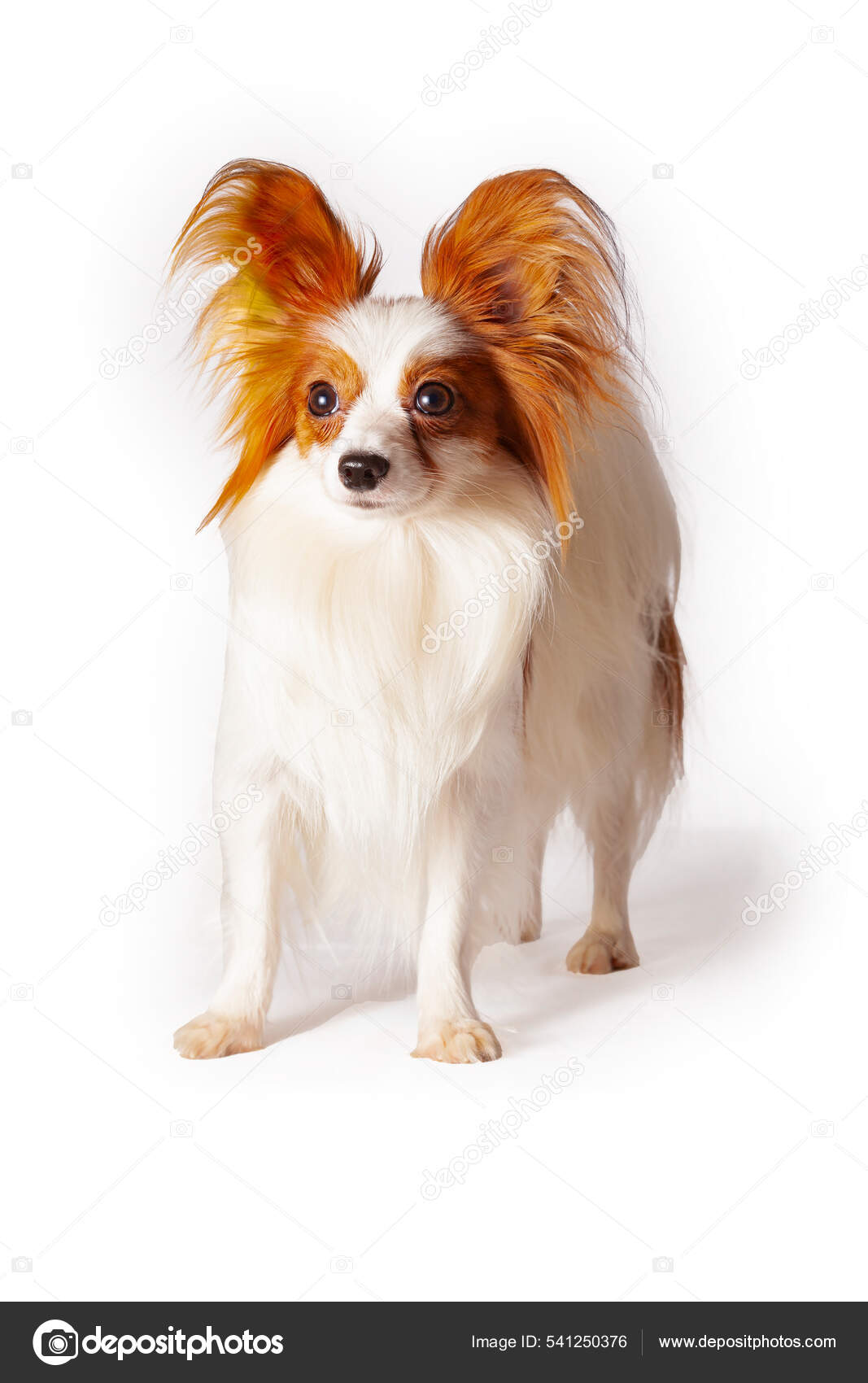 Papillon spaniel sales