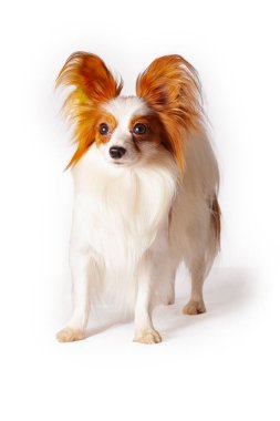 Papillon, ayrıca Kıtasal Oyuncak Spaniel olarak da bilinir. Beyaz bir arkaplanda izole edilmiş.