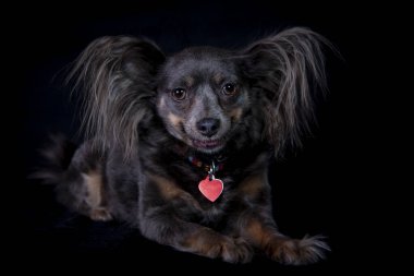 Papillon, ayrıca Kıtasal Oyuncak Spaniel olarak da bilinir. Siyah bir arkaplanda izole edilmiş.