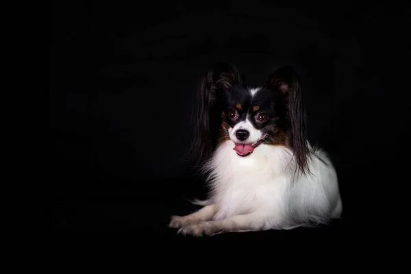 Papillon Ayrıca Kıtasal Oyuncak Spaniel Olarak Bilinir Siyah Bir Arkaplanda — Stok fotoğraf