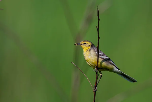 柑橘酒尾 Motacilla Citreola 是一种小鸣禽 属于Motacillidae科 — 图库照片