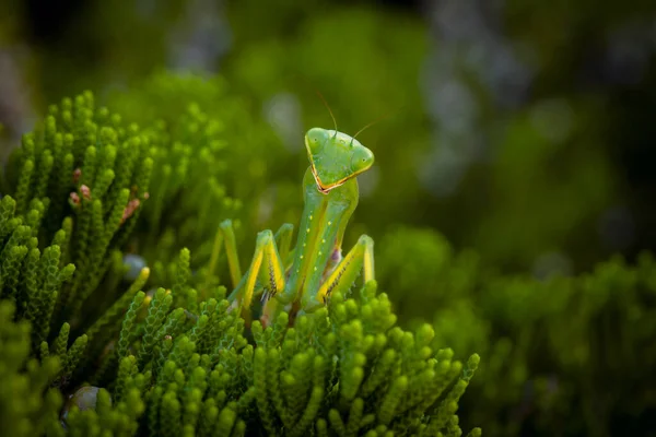 Praying Mantis Bush — Stock Photo, Image