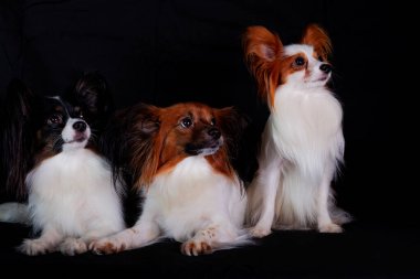 Papillon, ayrıca Kıtasal Oyuncak Spaniel olarak da bilinir. Siyah bir arkaplanda izole edilmiş.