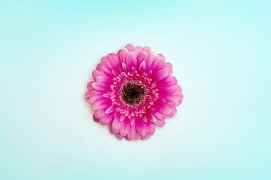 Gerberas Sevgililer Günü ya da Kadın Günü ya da Anneler Günü Konsepti.