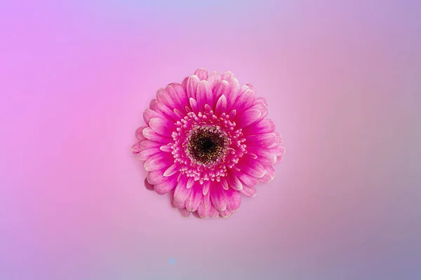 ピンクの背景に赤いガーベラの花 — ストック写真