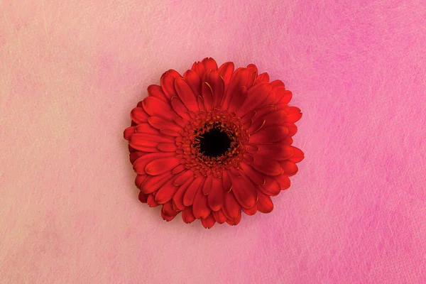 Eine Rote Gerbera Blume Auf Rosa Hintergrund — Stockfoto