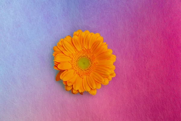 Sárga Gerbera Virág Egy Rózsaszín Háttér — Stock Fotó