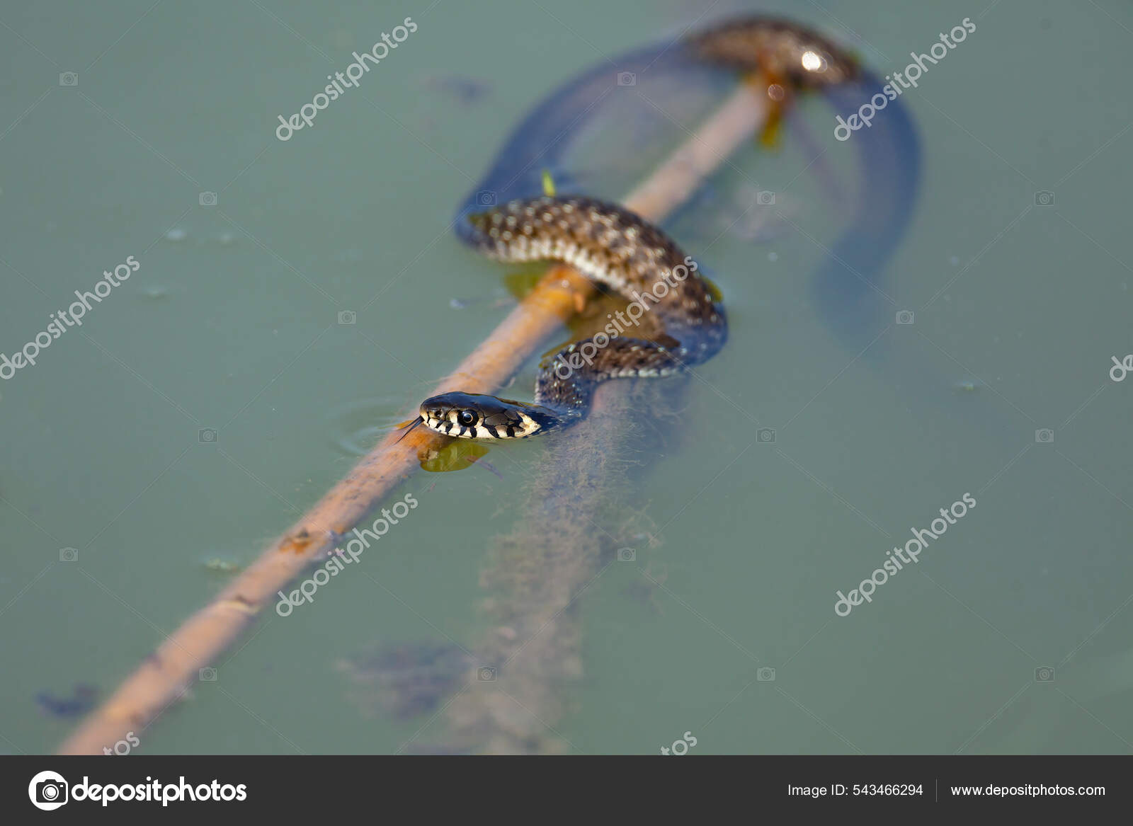 Grass Snake Natrix Natrix Sometimes Called Ringed Snake Water