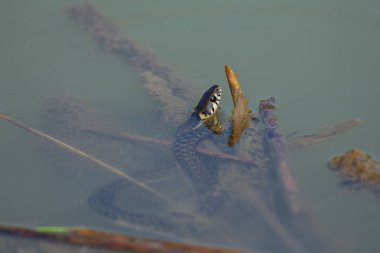 Çimen yılanı (Natrix natrix), bazen halkalı yılan ya da su yılanı olarak da bilinir. Genellikle suyun yanında bulunur ve neredeyse sadece amfibilerle beslenir.. 