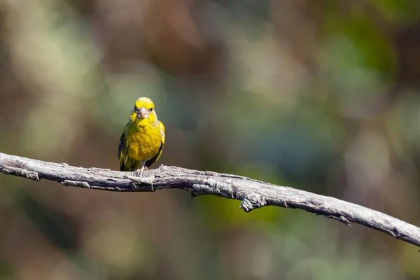 산그린 European Greenfinch 간단히 Chloris Chloris 피리새 속하는 바닷새이다 — 스톡 사진