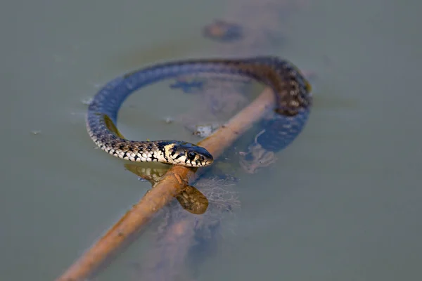 Grass Snake Natrix Natrix Sometimes Called Ringed Snake Water Snake — Stock Photo, Image