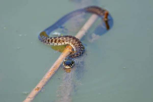 Travní Had Natrix Natrix Někdy Nazývaný Had Prstencem Nebo Vodní — Stock fotografie