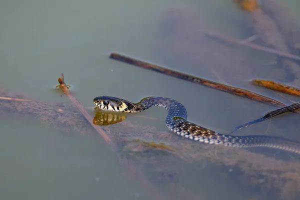 Wąż Trawiasty Natrix Natrix Czasami Nazywany Wężem Wodnym Lub Pierścieniem — Zdjęcie stockowe