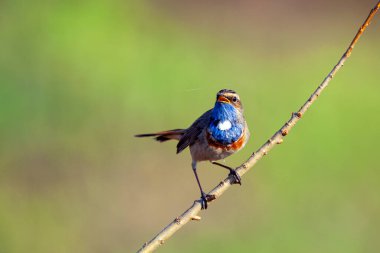 Bluethroat (Luscinia svecica), Turdidae familyasından bir kuş türü., 
