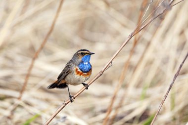 Bluethroat (Luscinia svecica), Turdidae familyasından bir kuş türü., 