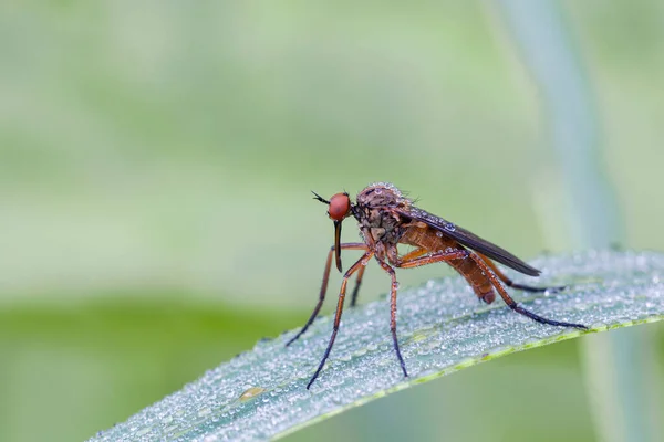 Empididae Family Flies Mainly Predatory Flies Most Relatives Empidoidea — Stock Photo, Image