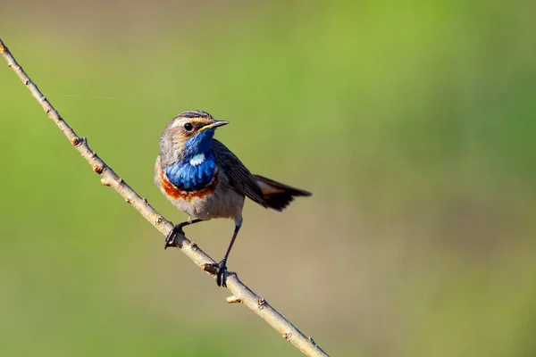 Der Blaukehlchen Luscinia Svecica Ist Ein Kleiner Passantenvogel Der Früher — Stockfoto