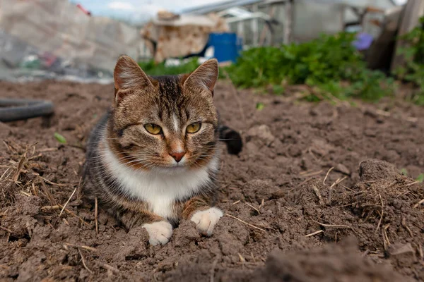 Gato Está Sentado Jardín Tomando Sol — Foto de Stock