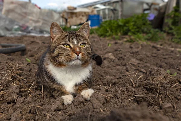 Gato Está Sentado Jardín Tomando Sol — Foto de Stock