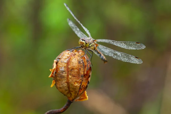 Sympetrum Een Geslacht Van Libellen Skimmer Ligonflies Uit Familie Van — Stockfoto